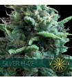 Silver Haze 3 u. fem. Vision Seeds