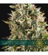 Super Skunk 3 u. fem. Vision Seeds