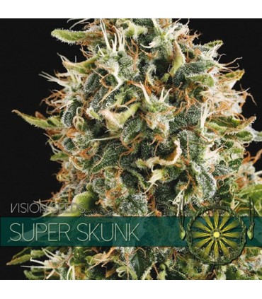 Super Skunk 3 u. fem. Vision Seeds