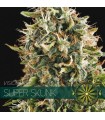 Super Skunk 3 u. fem. Vision Seeds