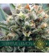 Supreme Lemon 3 u. fem. Vision Seeds