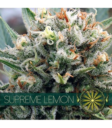 Supreme Lemon 3 u. fem. Vision Seeds