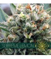 Supreme Lemon 3 u. fem. Vision Seeds