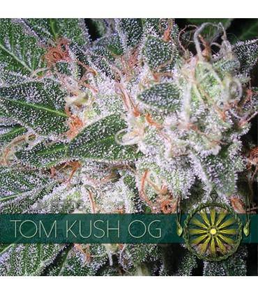 Tom Cush OG 3 u. fem. Vision Seeds