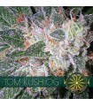 Tom Cush OG 3 u. fem. Vision Seeds