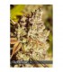 Vision Gorilla 3 u. fem. Vision Seeds