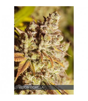Vision Gorilla 3 u. fem. Vision Seeds