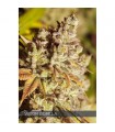 Vision Gorilla 3 u. fem. Vision Seeds