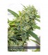 Vision Kosher 3 u. fem. Vision Seeds
