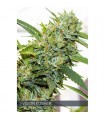 Vision Kosher 3 u. fem. Vision Seeds