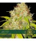Auto AK 49 3 u. fem. Vision Seeds