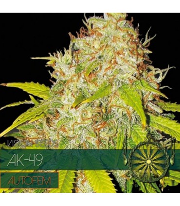 Auto AK 49 3 u. fem. Vision Seeds