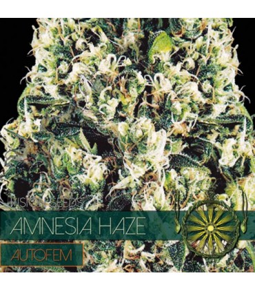 Auto Amnesia Haze 3 u. fem. Vision Seeds