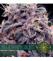 Auto Blueberry Bliss 3 u. fem. Vision Seeds