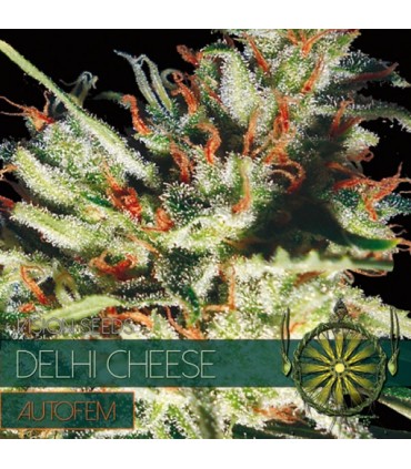 Auto Delhi Cheese 3 u. fem. Vision Seeds