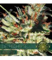 Auto Delhi Cheese 3 u. fem. Vision Seeds