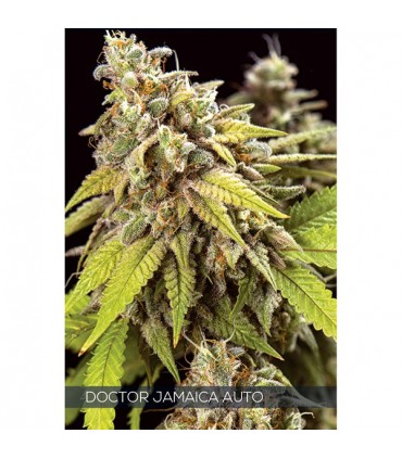 Auto Doctor Jamaica 3 u. fem. Vision Seeds