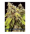 Auto Doctor Jamaica 3 u. fem. Vision Seeds