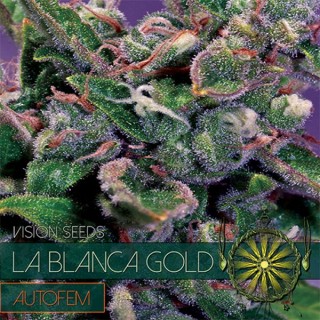 Auto La Blanca Gold 3 u. fem. Vision Seeds