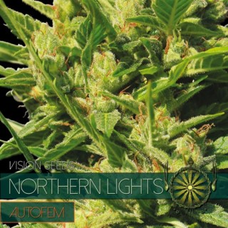 Auto Northern Lights 3 u. fem. Vision Seeds