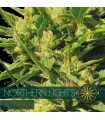 Auto Northern Lights 3 u. fem. Vision Seeds