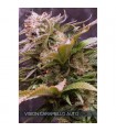 Auto Vision Caramello 3 u. fem. Vision Seeds