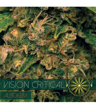 Auto Vision Critical 3 u. fem. Vision Seeds