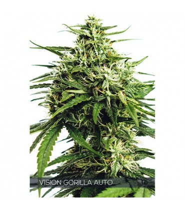 Auto Vision Gorilla 3 u. fem. Vision Seeds