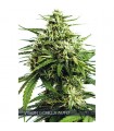 Auto Vision Gorilla 3 u. fem. Vision Seeds