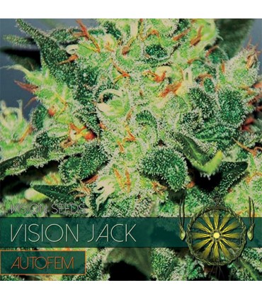Auto Vision Jack 3 u. fem. Vision Seeds