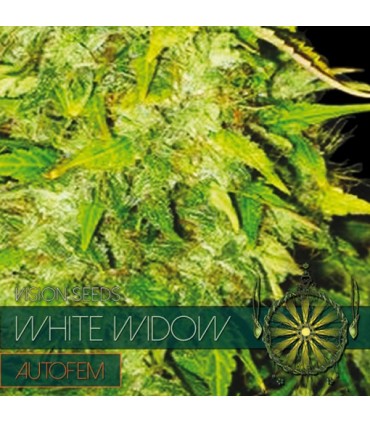 Auto White Widow 3 u. fem. Vision Seeds