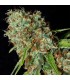 Jamaican Dream CBD 3+1 u. fem. Eva Seeds