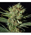 Only CBD 3+1 u. fem. Eva Seeds