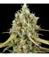 Lemon King 3+1 u. fem. Eva Seeds
