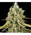 Lemon King 3+1 u. fem. Eva Seeds