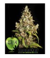 Monster 3+1 u. fem. Eva Seeds