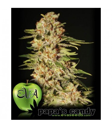 Papa's Candy 3+1 u. fem. Eva Seeds AGOTADA EN ORIGEN