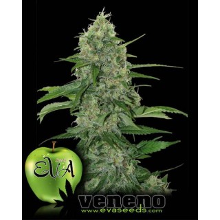 Veneno 3+1 u. fem. Eva Seeds