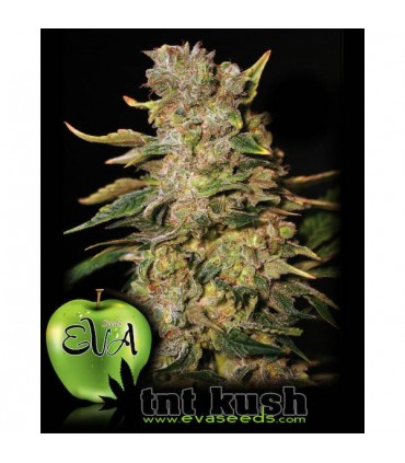 TNT Kush 3+1 u. fem. Eva Seeds