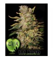 TNT Kush 3+1 u. fem. Eva Seeds