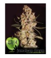 Jamaican Dream 3+1 u. fem. Eva Seeds