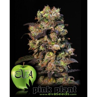 Pink Plant 3+1 u. fem. Eva Seeds