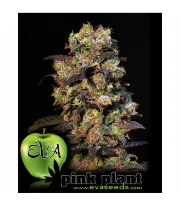 Pink Plant 3+1 u. fem. Eva Seeds