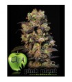 Pink Plant 3+1 u. fem. Eva Seeds