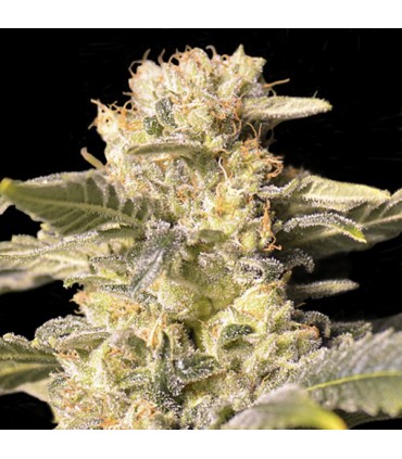 TNT Kush CBD Edicion Limitada 3+1 u. fem. Eva Seeds AGOTADA EN ORIGEN