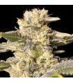 TNT Kush CBD Edicion Limitada 3+1 u. fem. Eva Seeds AGOTADA EN ORIGEN