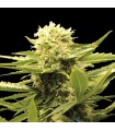 Black Dream 3+1 u. fem. Eva Seeds