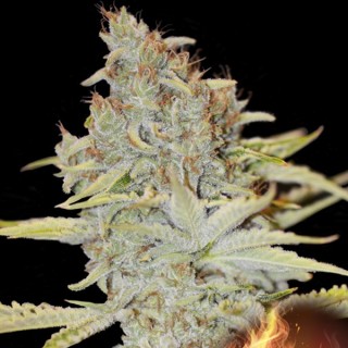 Furious Candy 3+1 u. fem. Eva Seeds