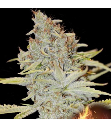 Furious Candy 3+1 u. fem. Eva Seeds