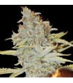 Furious Candy 3+1 u. fem. Eva Seeds